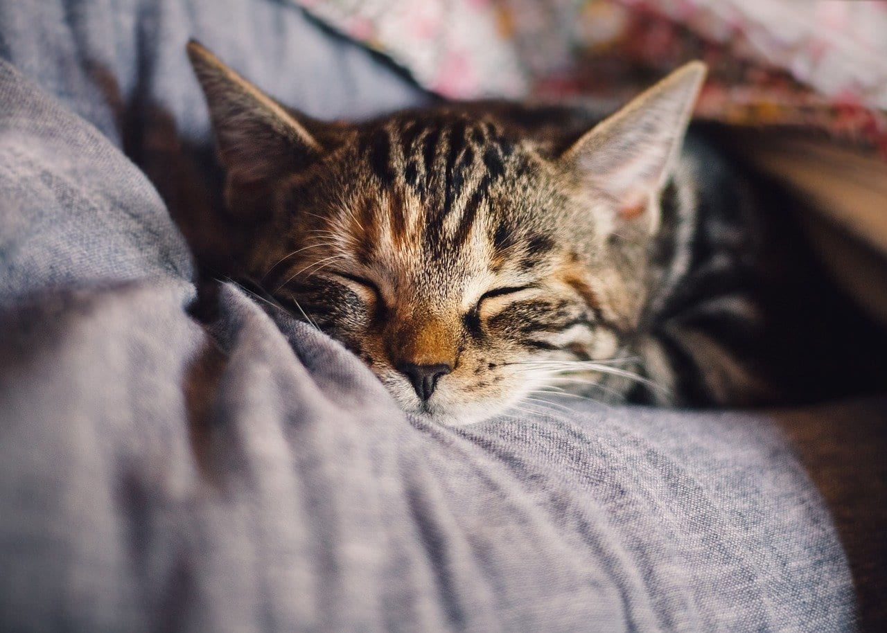 cat sleeping after pet wellness plan visit